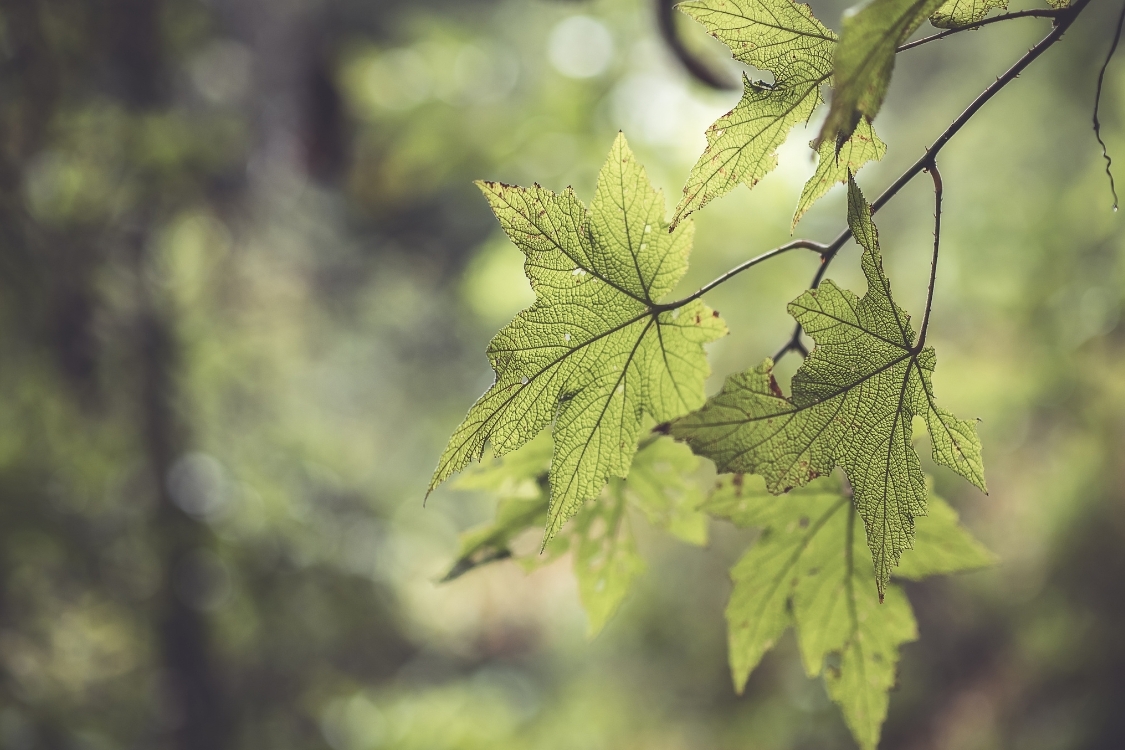 Ảnh bìa Zalo buồn thiên nhiên 1