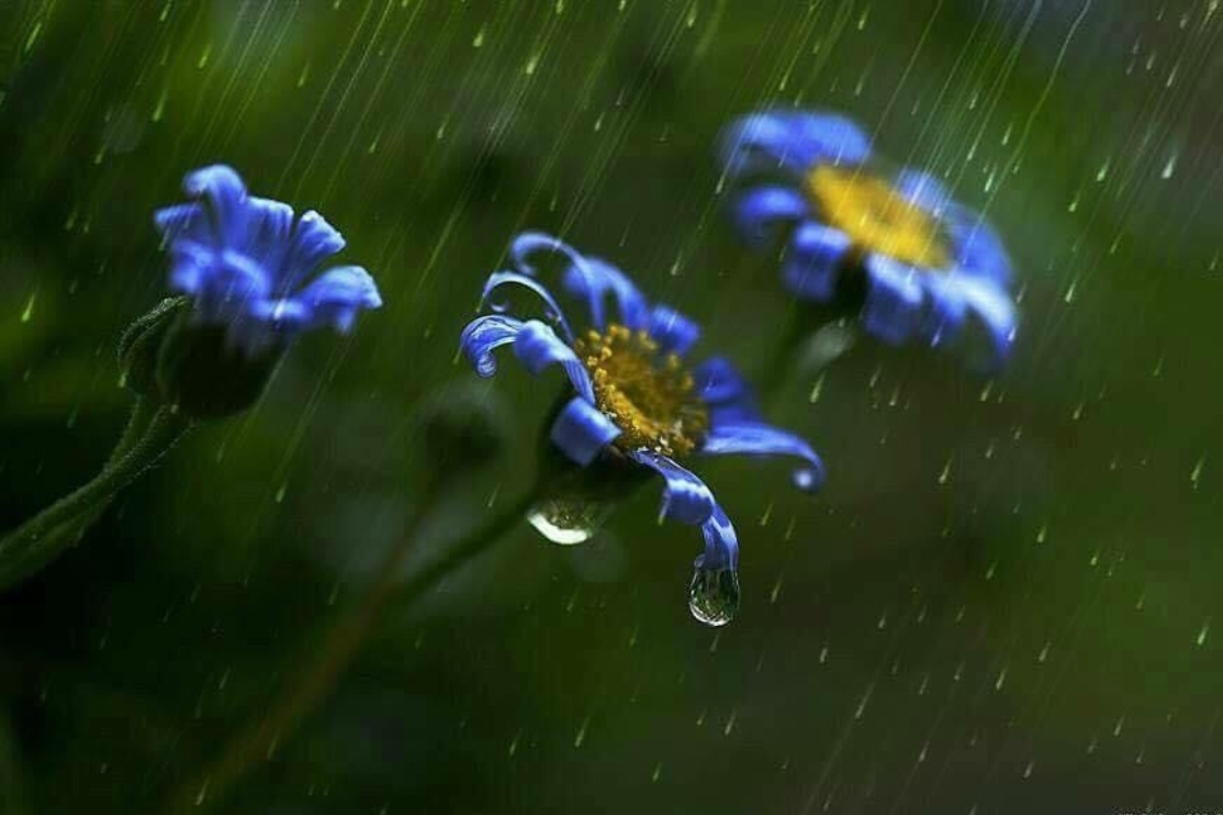 Ảnh bìa Zalo buồn thiên nhiên 2