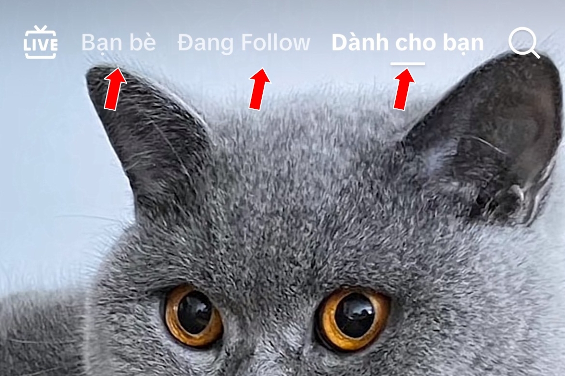 Cách tìm video trên TikTok duyệt qua các thẻ (Tab)