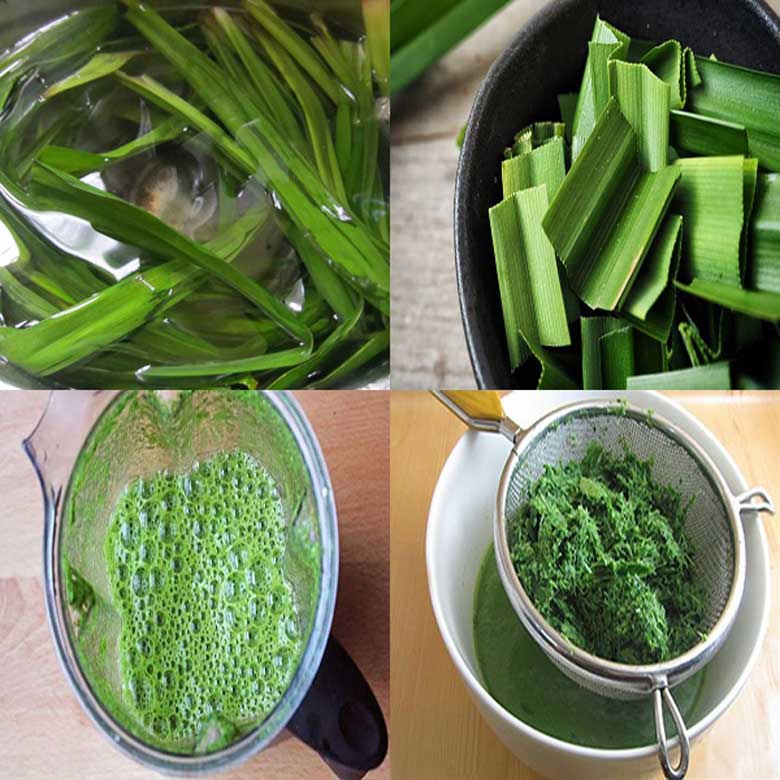 sâm dứa - ảnh 2