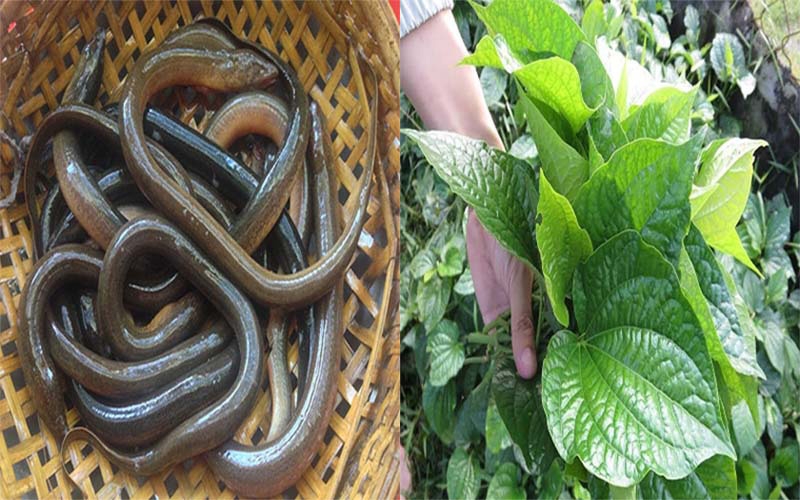 lươn xào lá lốt - ảnh 1