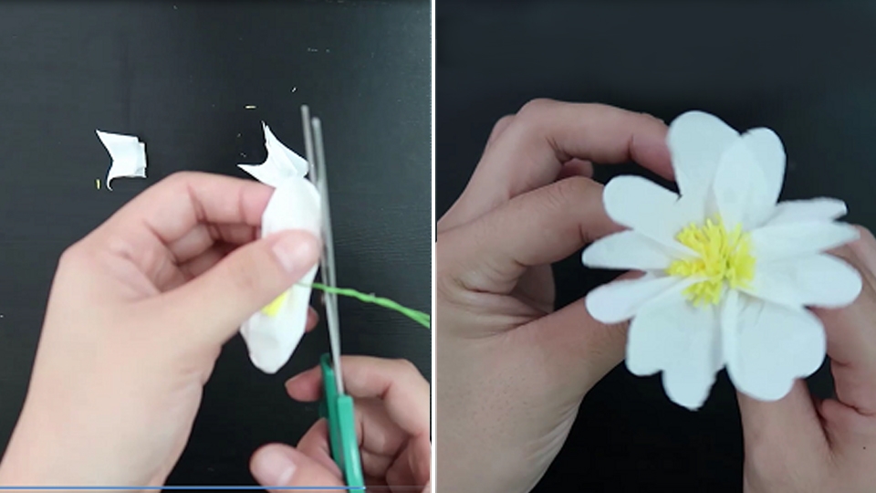 Cắt và gỡ cánh hoa cúc họa mi.