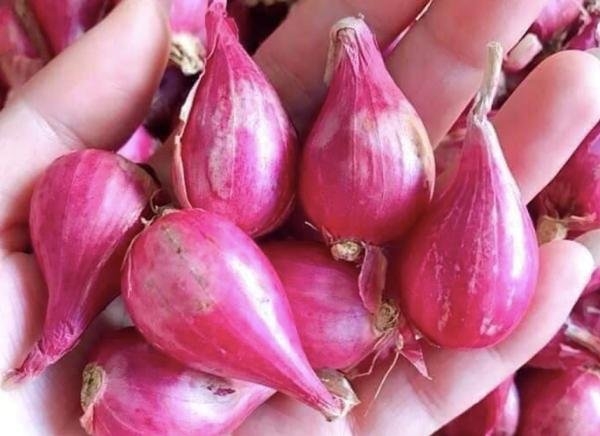 Cách nấu xôi nước cốt dừa hình 4