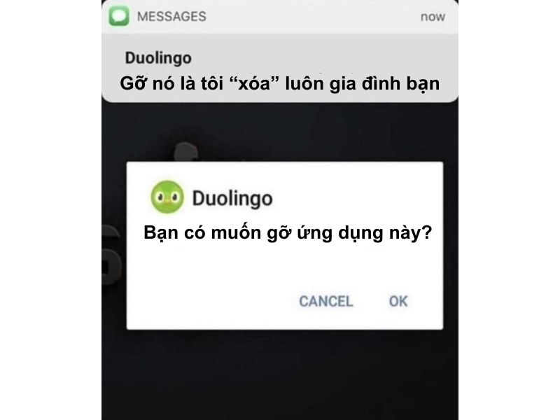 Tổng hợp các ảnh Duolingo meme hài hước, vui nhộn (hình 1)