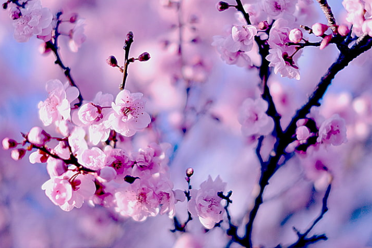 Độ phân giải 4K là gì, các mẫu background 4K cực sắc nét cho bạn dùng làm hình nền máy tính - hình 12