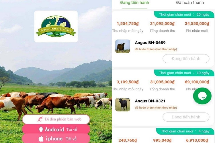 App Chăn Bò Online
