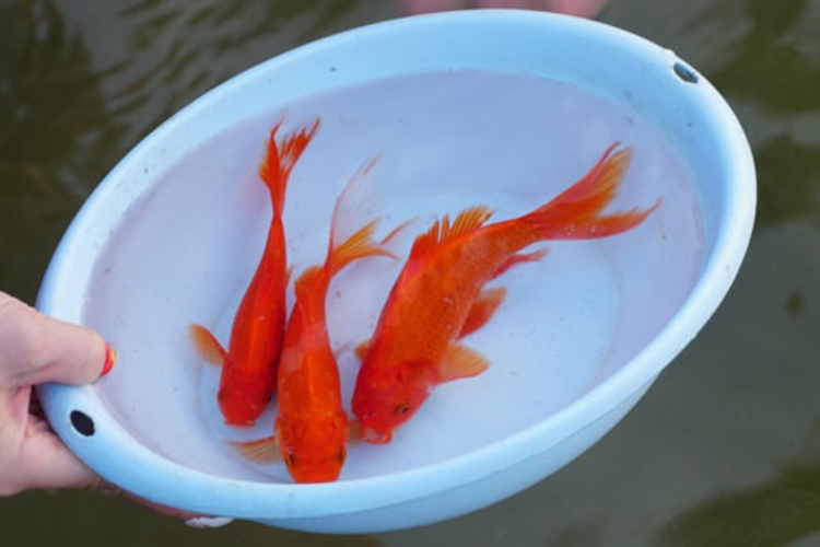 thả cá 2