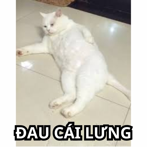 Tổng hợp meme đau lưng hài hước nhất (hình 13)