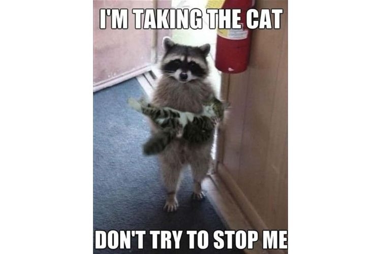 meme animal 2
