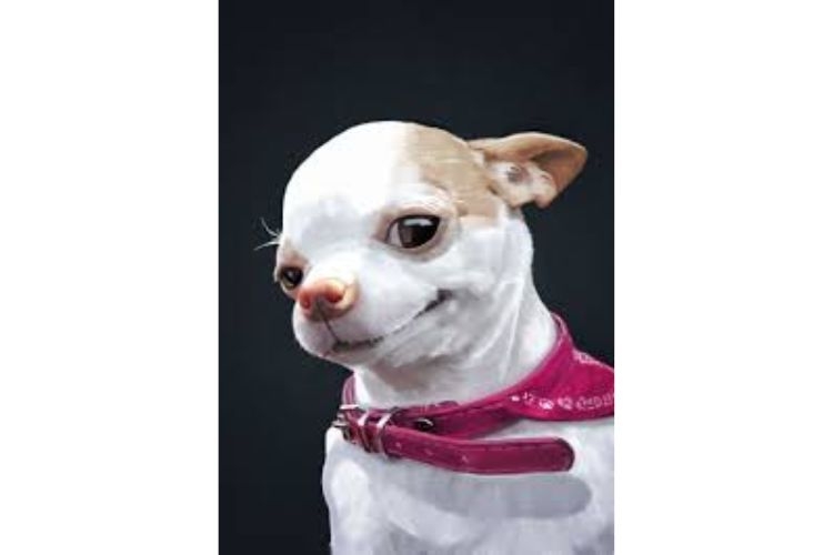 meme animal 4