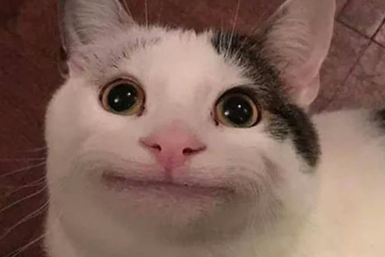 meme animal 6