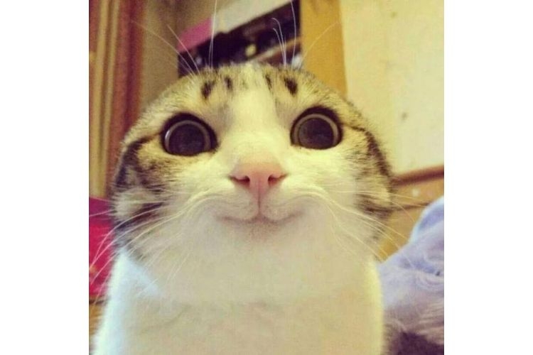 meme animal 7