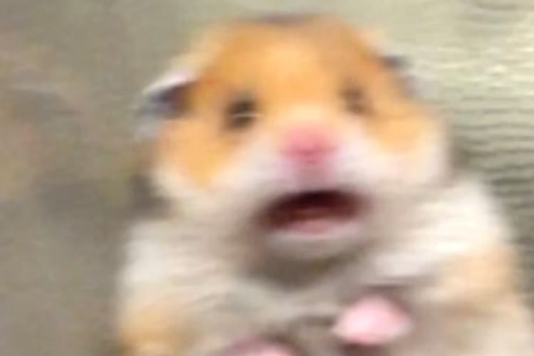 meme animal 8