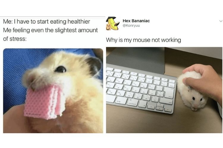 meme animal 9