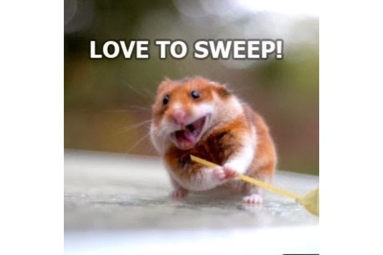 meme animal 11