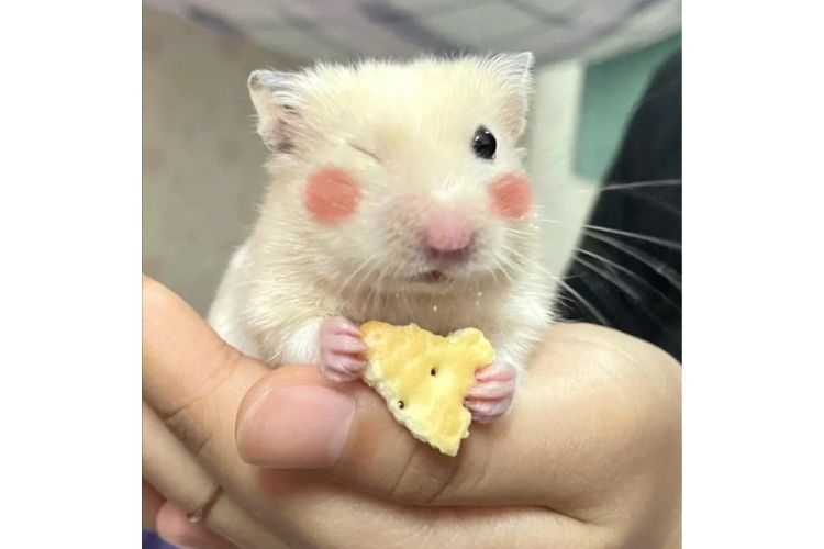 meme animal 12