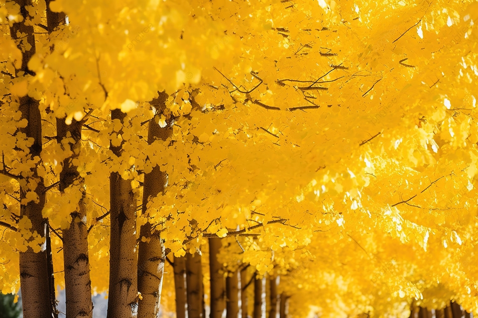 Điều kiện áp dụng các màu sắc phù hợp