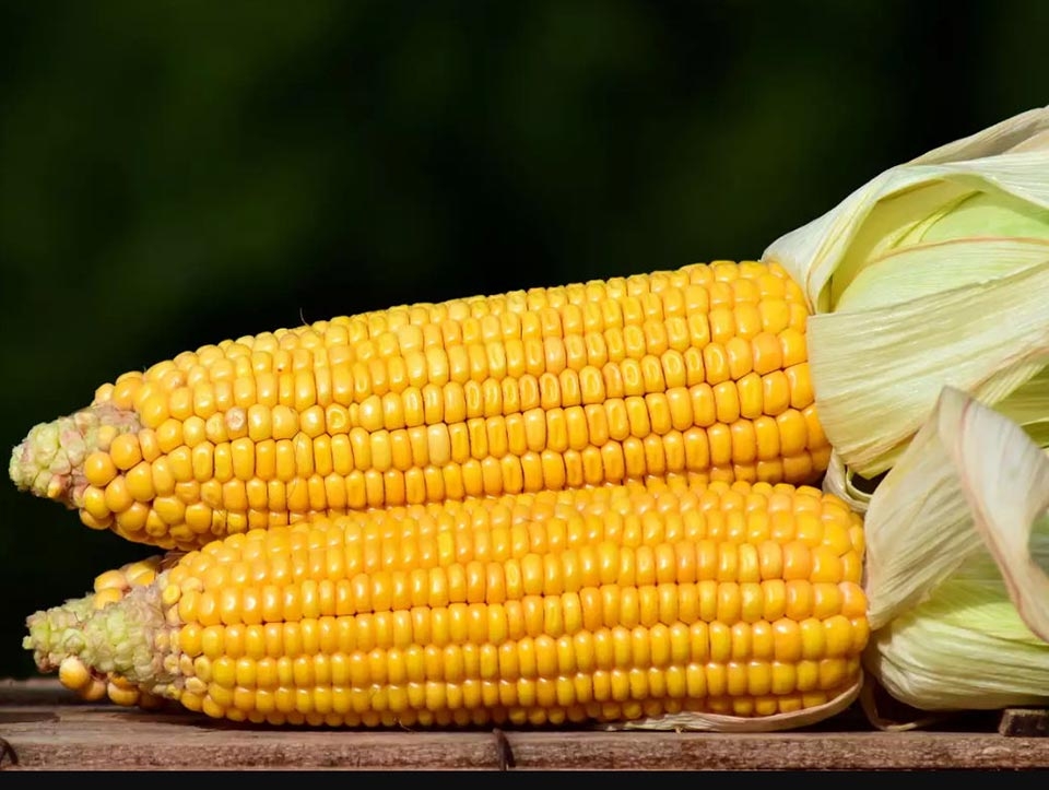 Trái bắp mỹ - Ảnh 04