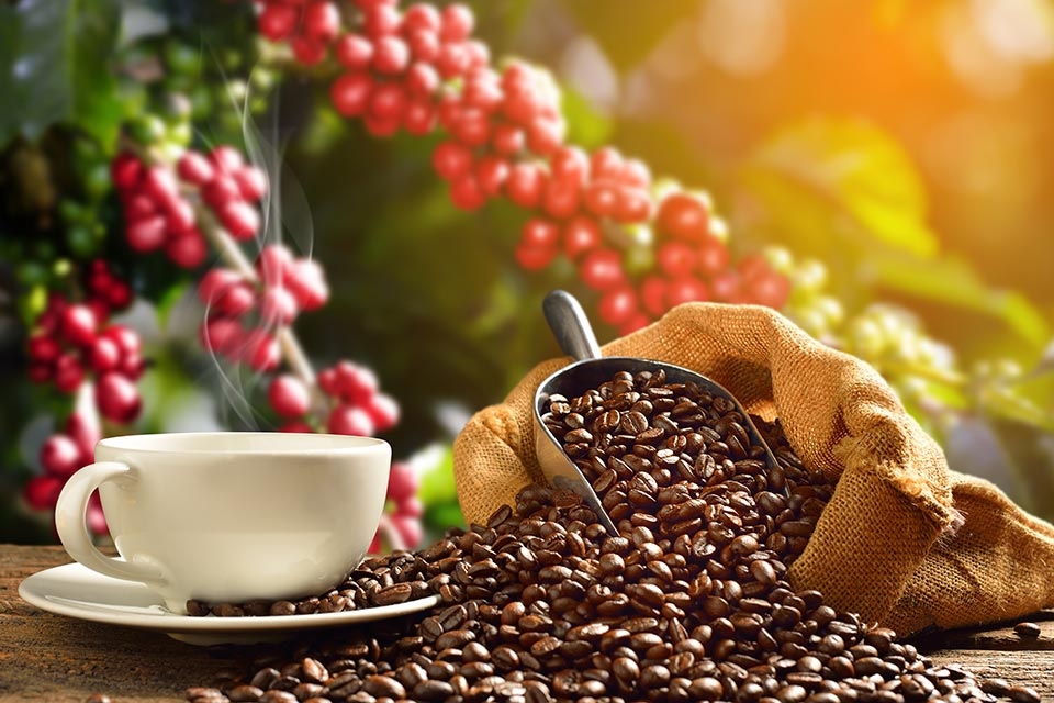 Cà phê Arabica