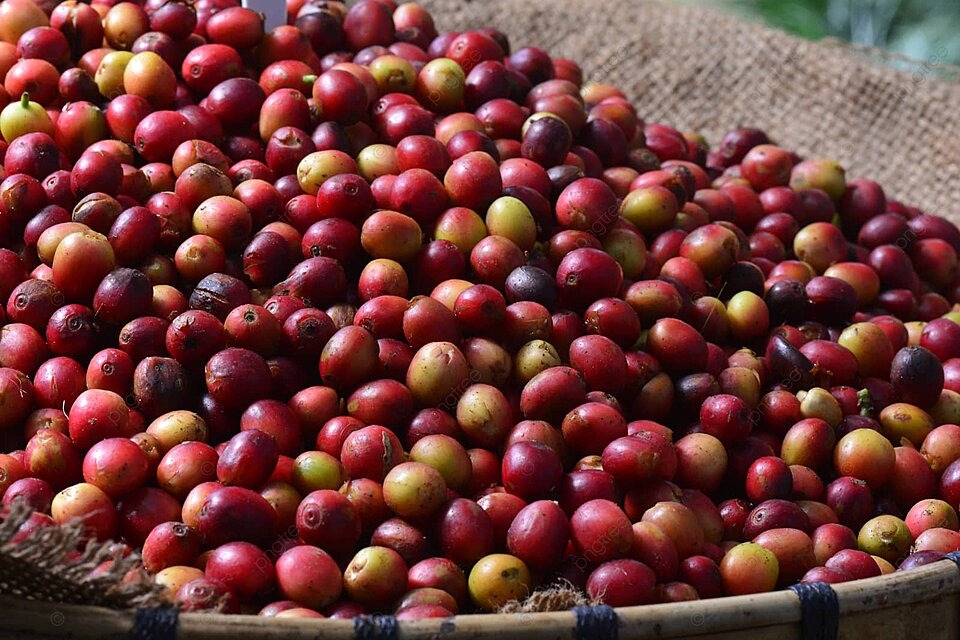 Cà phê Cherry