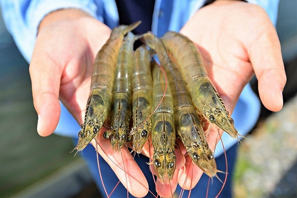 Cách làm tôm khô bằng lò vi sóng 2