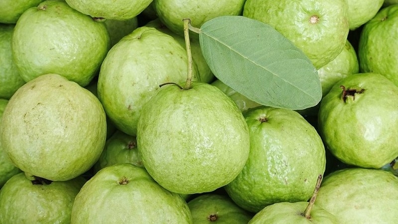 cách chọn ổi ngon 2