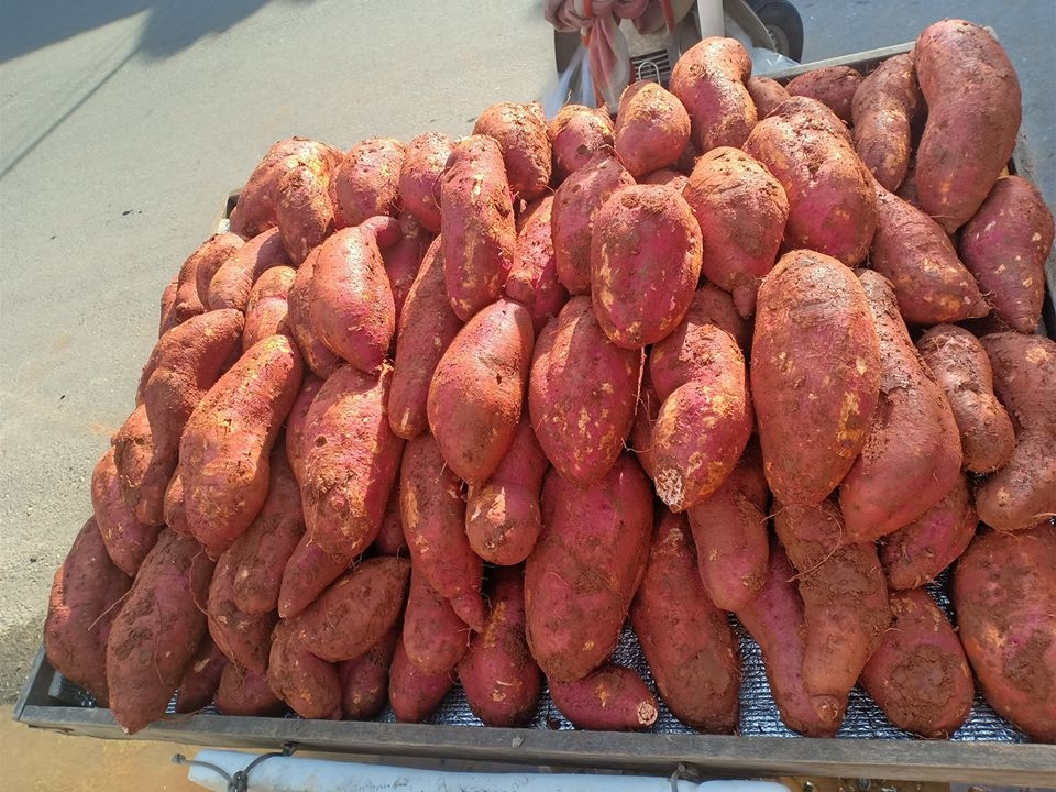 cách hấp khoai lang mật 1