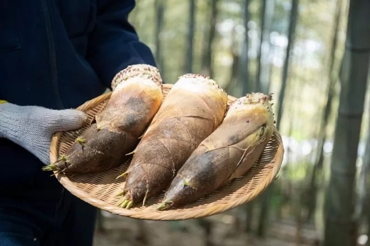 Bí quyết cách làm măng khô vàng ươm, thơm ngon sử dụng được lâu ngay tại nhà - Hình 1