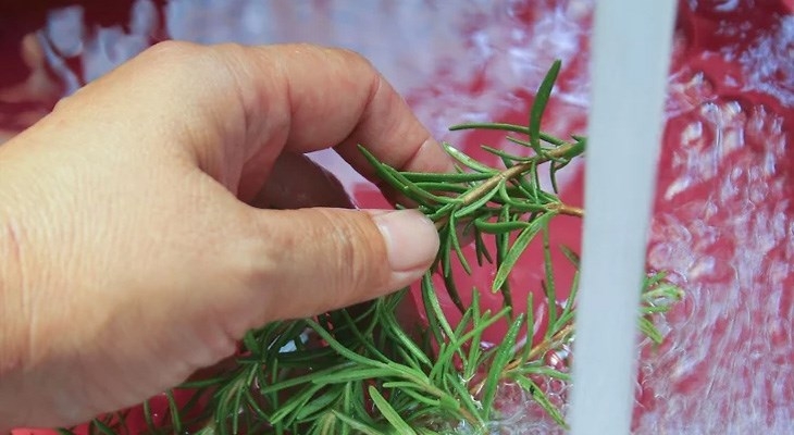 cách sấy hương thảo khô 2