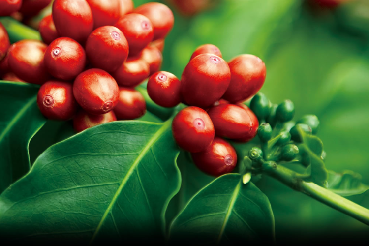 cà phê hữu cơ 2