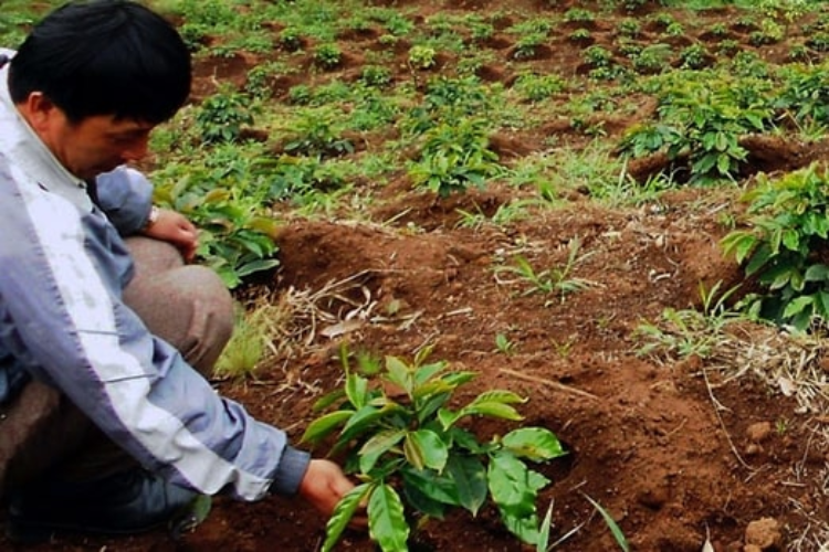 cà phê hữu cơ 4