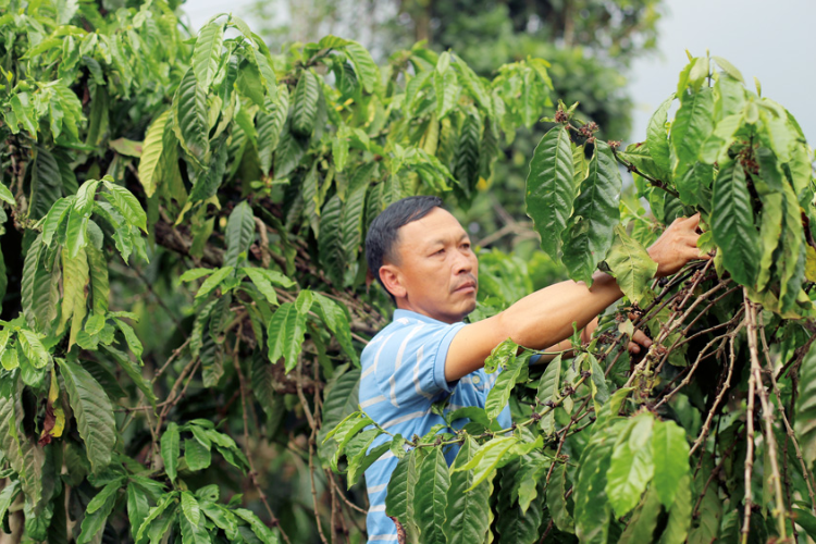 cà phê hữu cơ 5