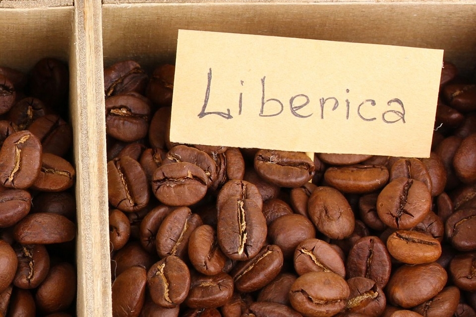 Nguồn gốc của cây cà phê Cherry