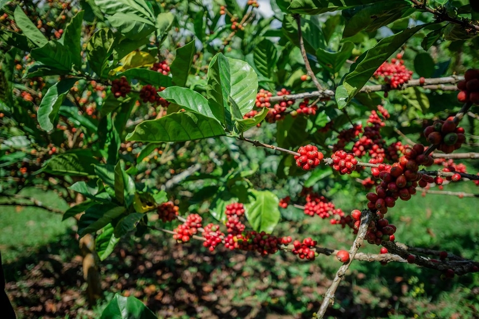 Đặc điểm của cây cà phê Cherry