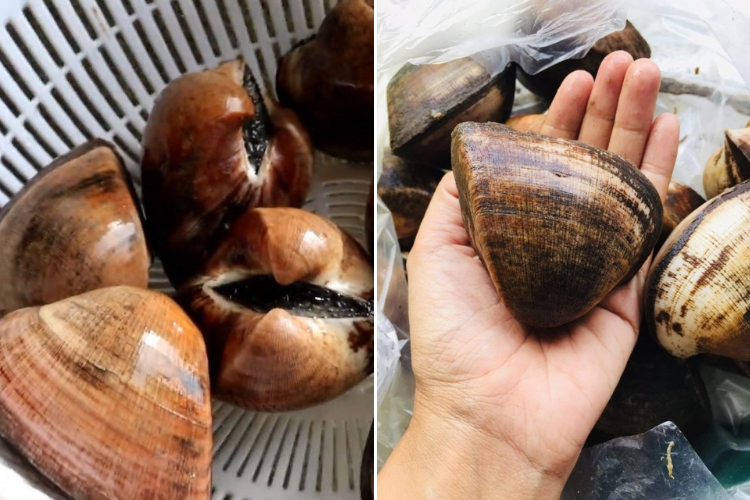 sò sữa 5