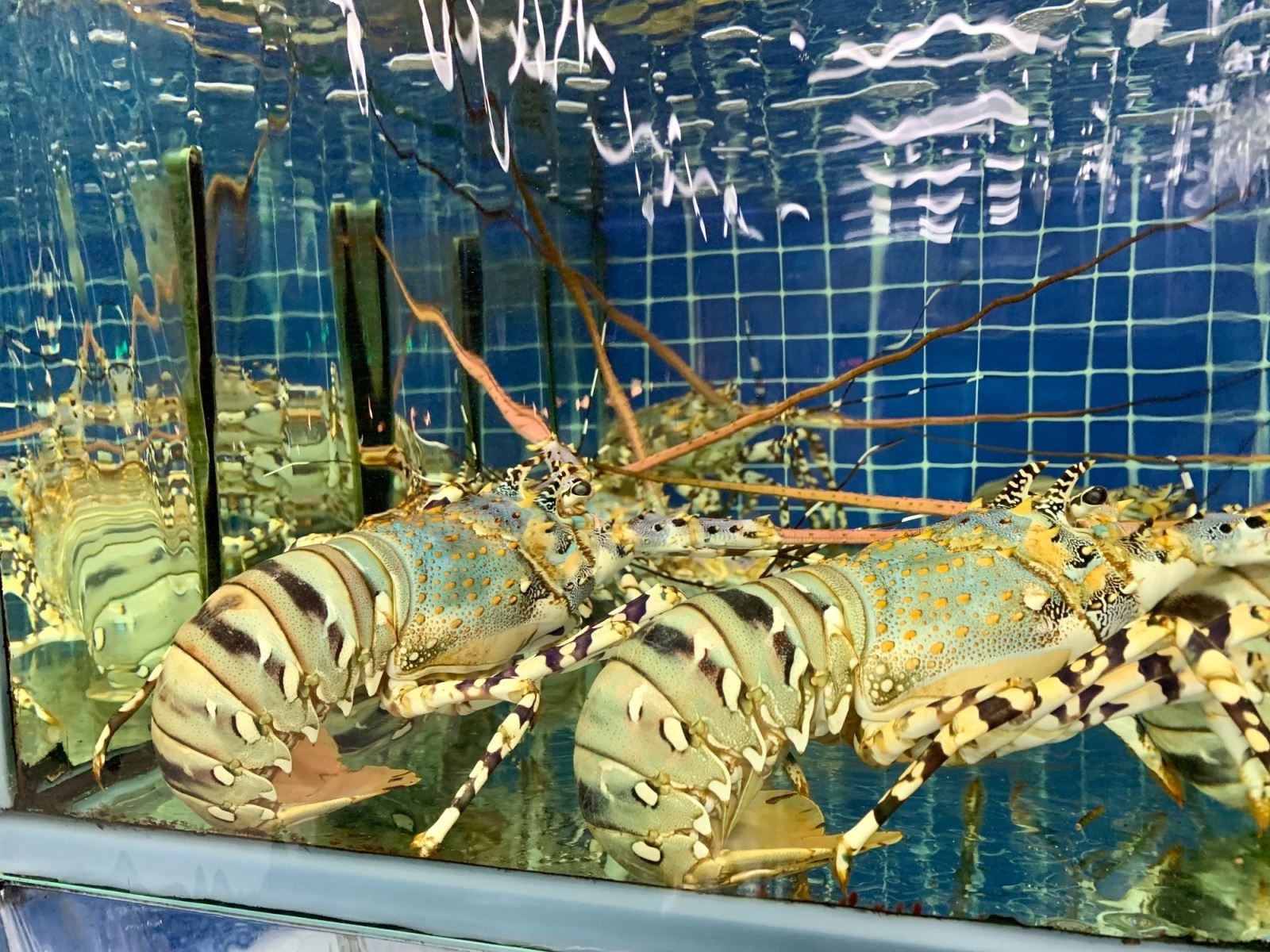 tôm hùm nướng phô mai - Ảnh 6