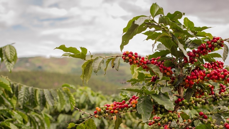 cà phê Arabica (ảnh 2)