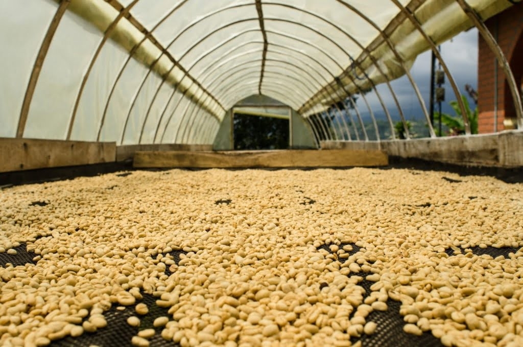 cà phê Arabica (ảnh 3)