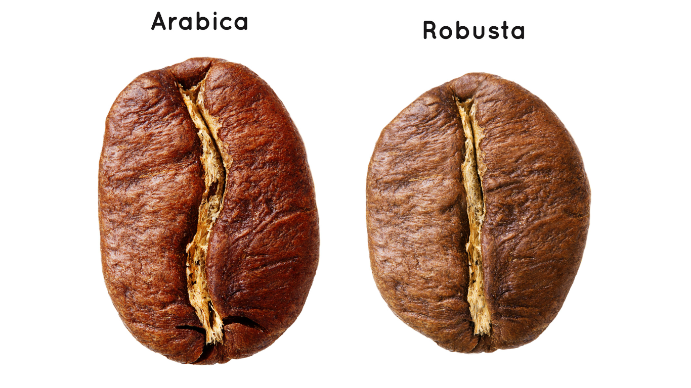 cà phê Arabica (ảnh 5)