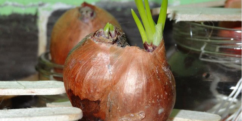 bảo quản hành tây trong tủ lạnh 4