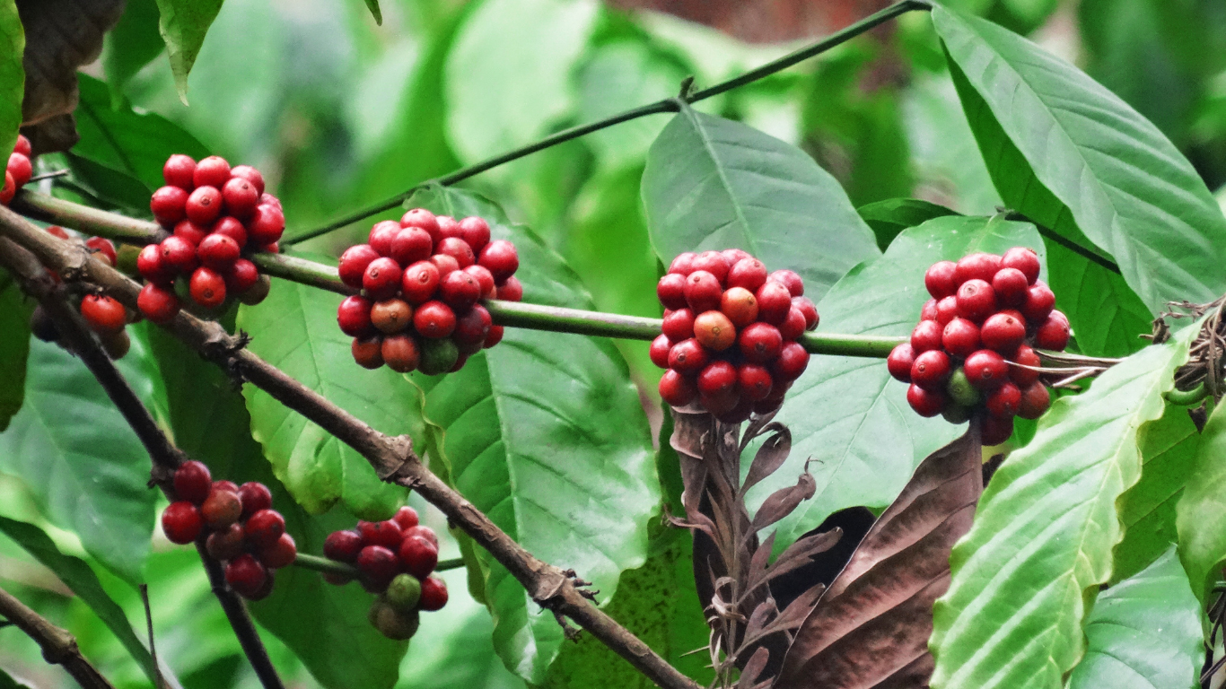 cà phê robusta (ảnh 1)
