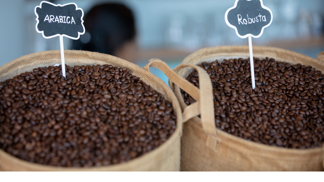 cà phê robusta (ảnh 4)