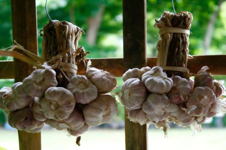 Không nên bảo quản hành tỏi khô trong tủ lạnh