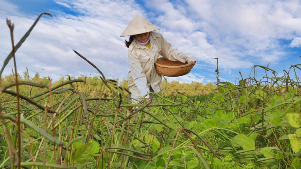 Cây đậu đen xanh lòng không có khác biệt nhiều so với đậu thường