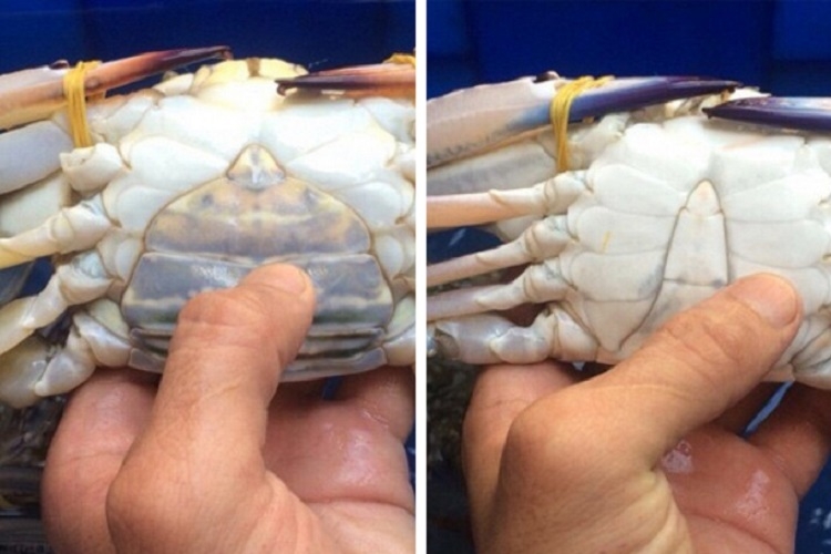 Bảo quản ghẹ trong tủ lạnh (Hình 1)
