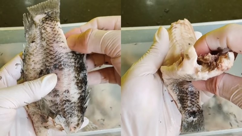 Cách rút xương cá rô 5