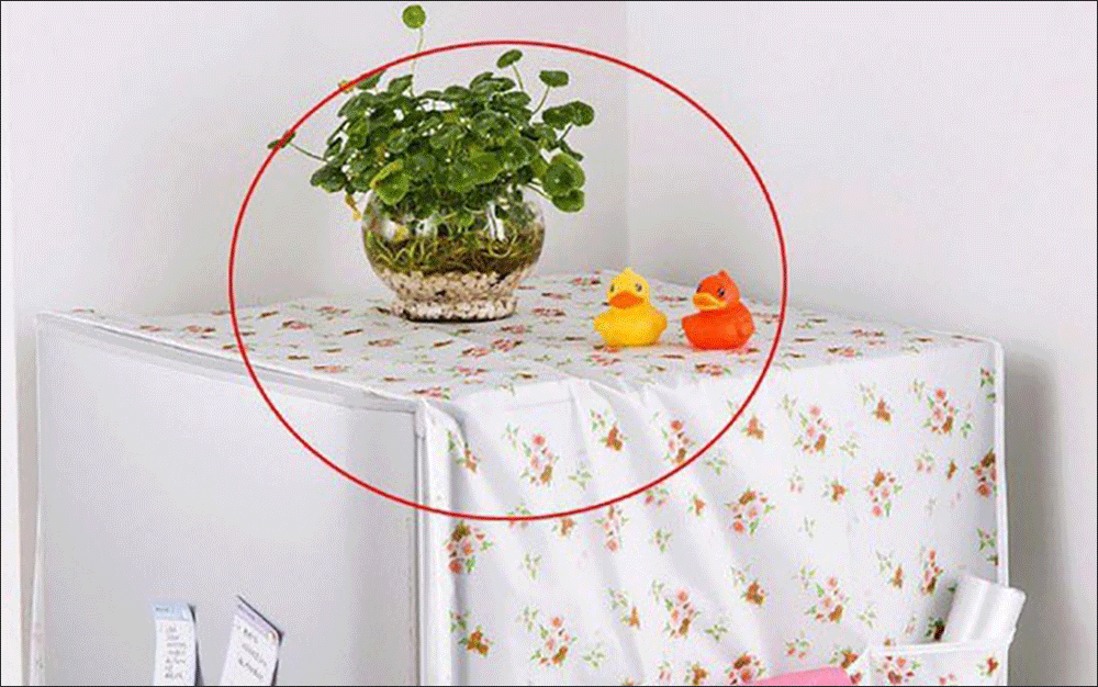 Cây cảnh tươi không nên để trên tủ lạnh