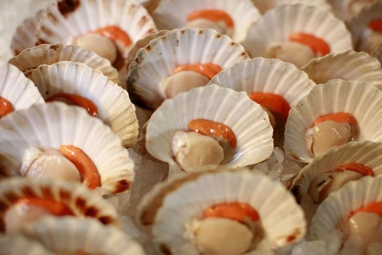 Chọn sò điệp tươi ngon