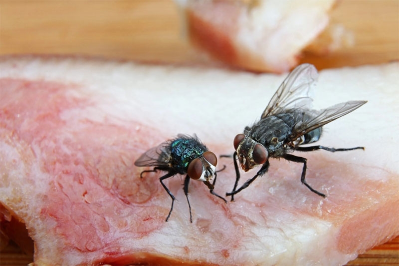 Thực phẩm bẩn hình 2