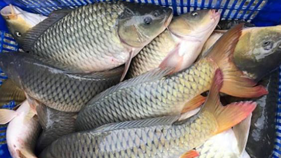 Thông tin dinh dưỡng của cá chép